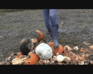 Gumboots In Pumpkin Field